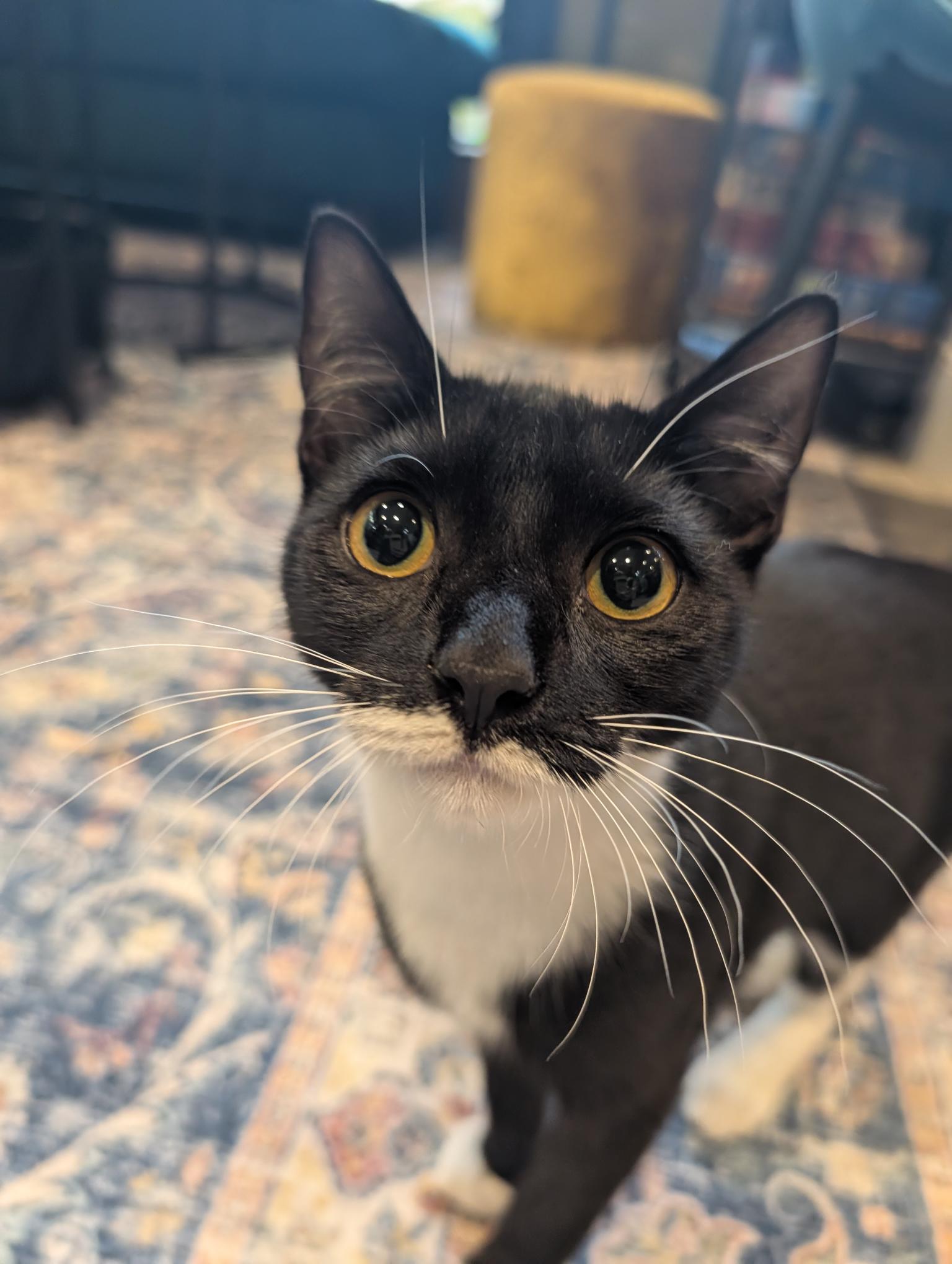Viktor