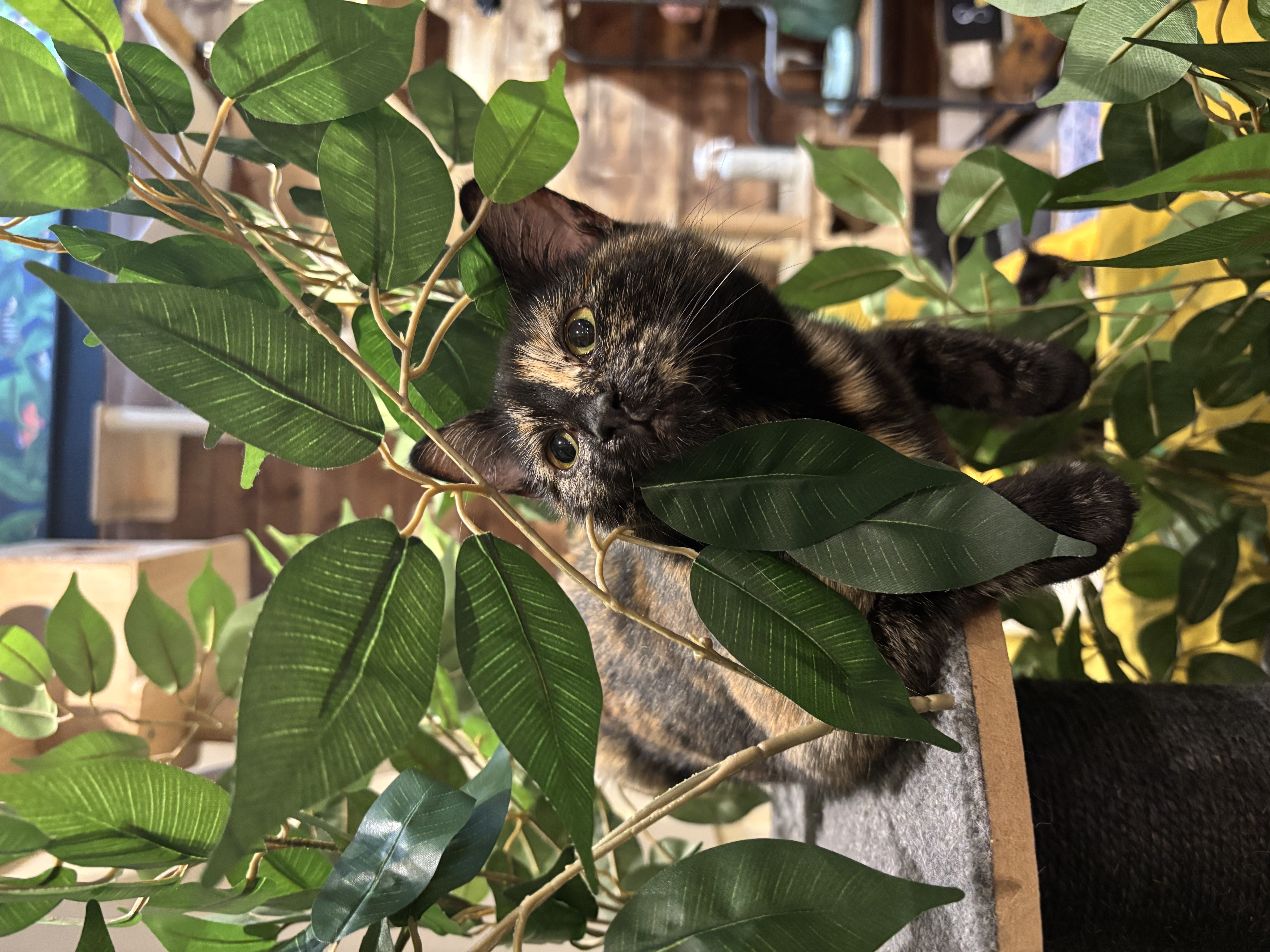 Nylah & Twiglet