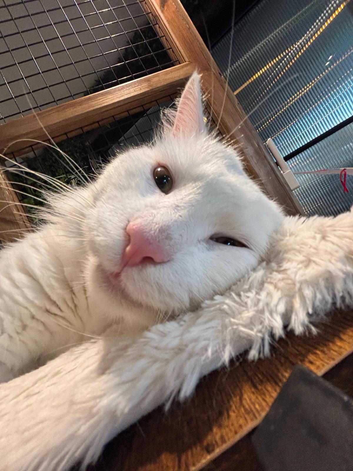 Marshmallow