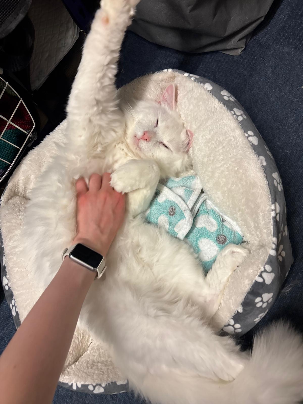 Marshmallow