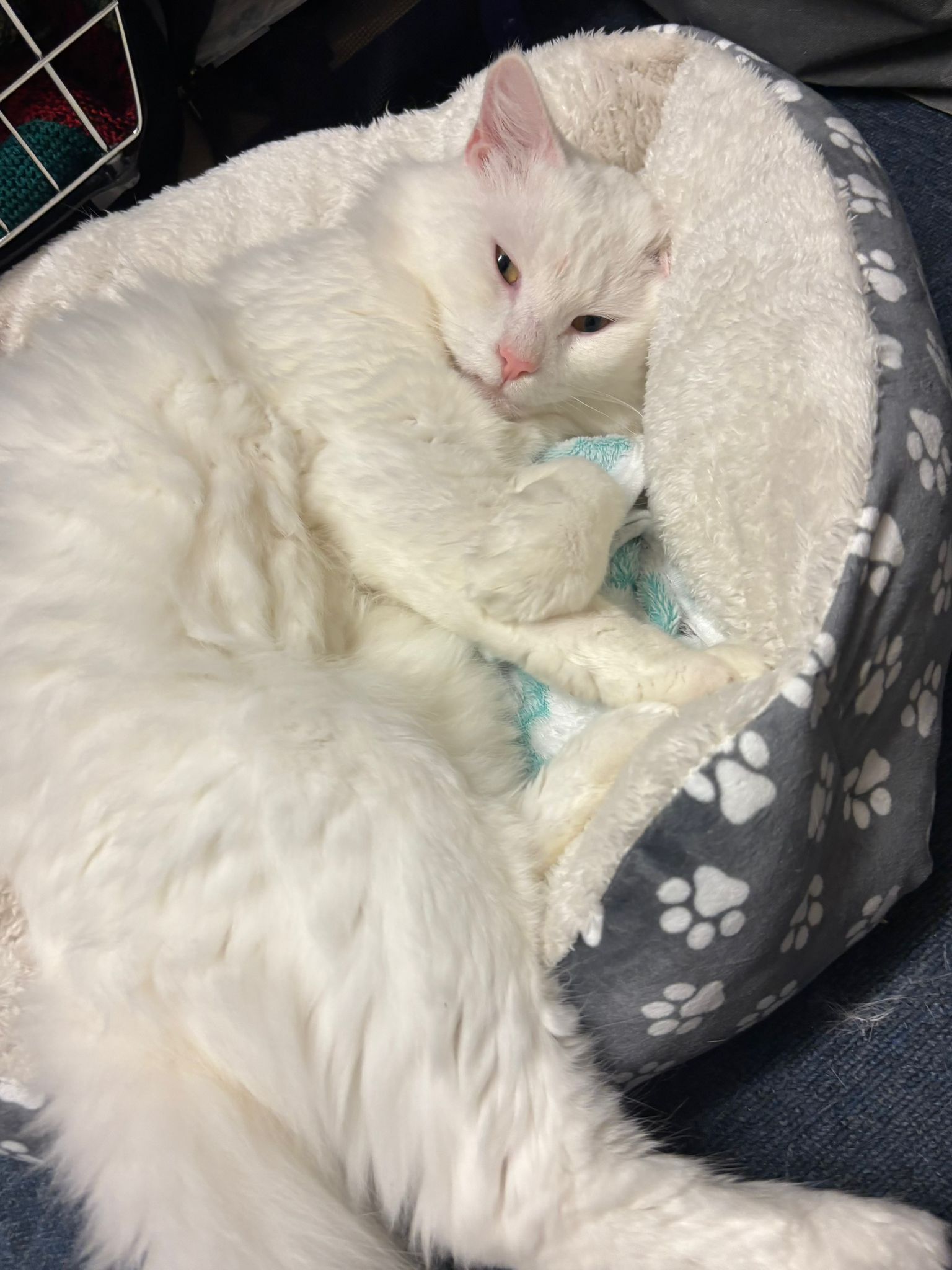 Marshmallow