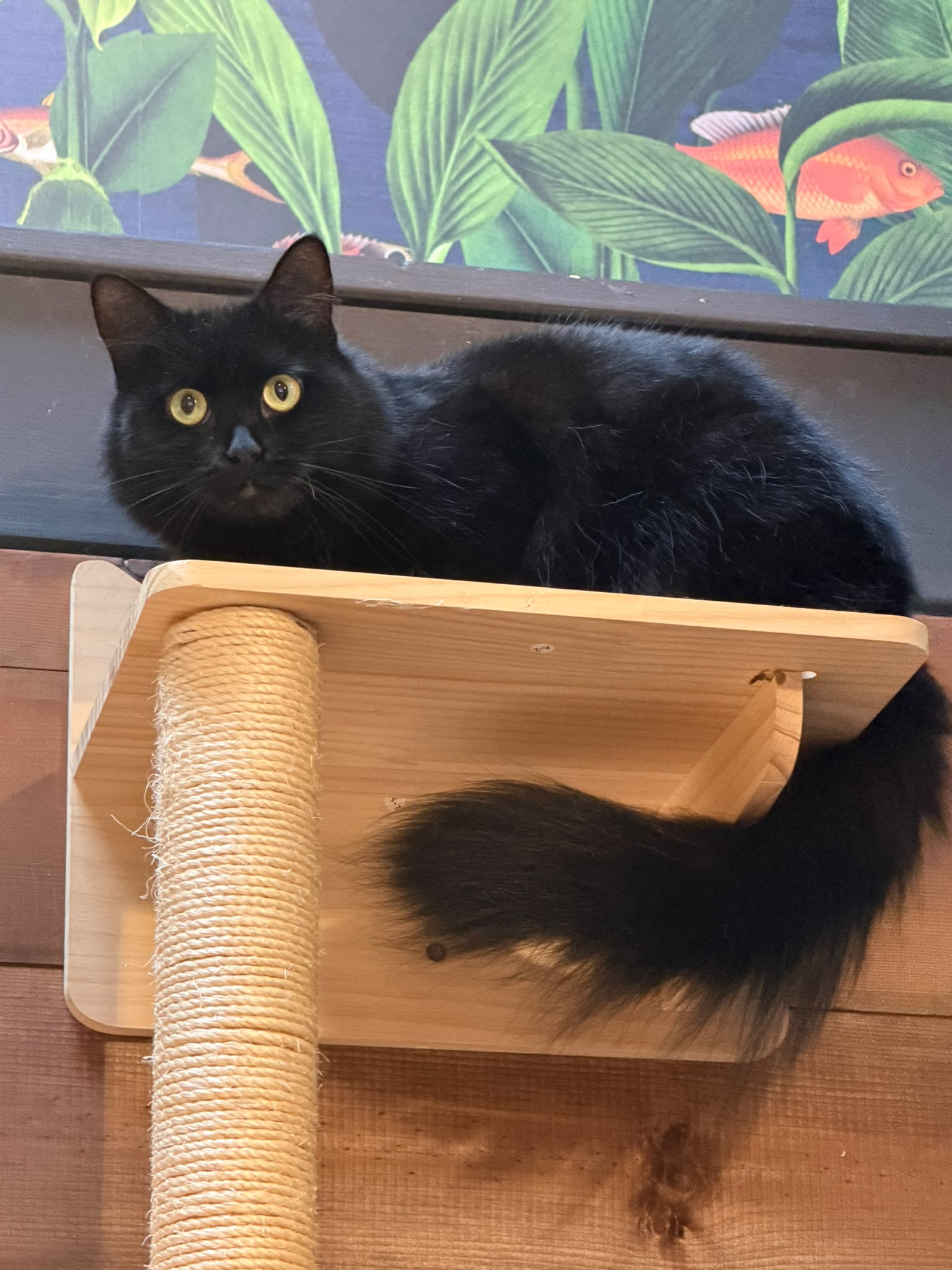 Miya