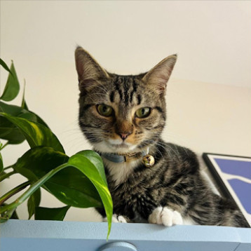 Molly (Juno)